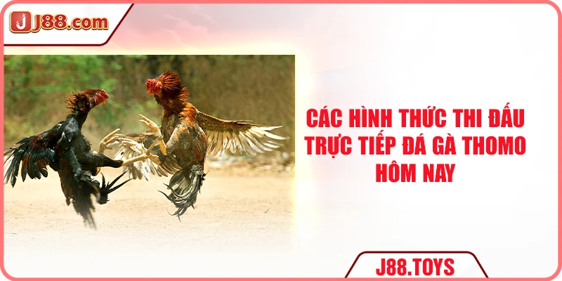 Các hình thức thi đấu trực tiếp đá gà Thomo hôm nay