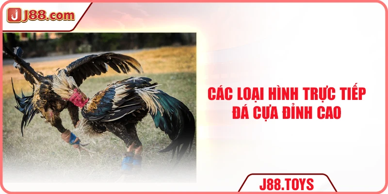 Các loại hình trực tiếp đá cựa đỉnh cao