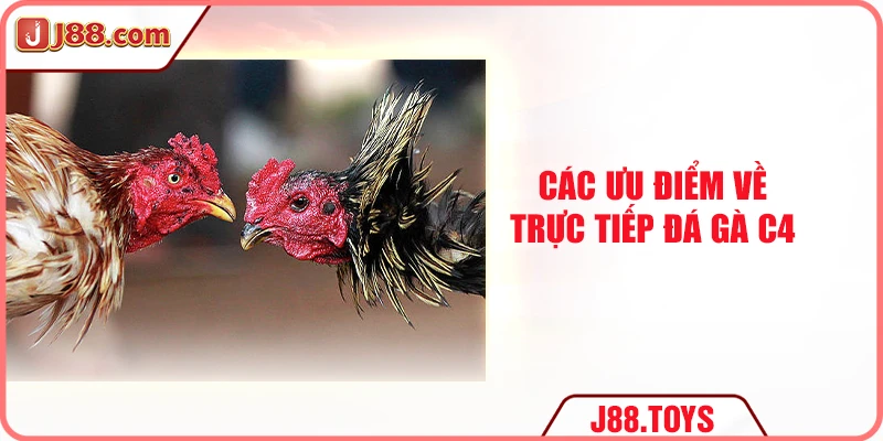 Các ưu điểm về trực tiếp đá gà C4