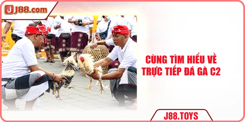 Cùng tìm hiểu về trực tiếp đá gà C2