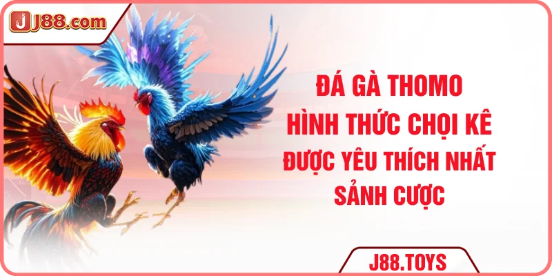 Đá gà Thomo - Hình thức chọi kê được yêu thích nhất sảnh cược