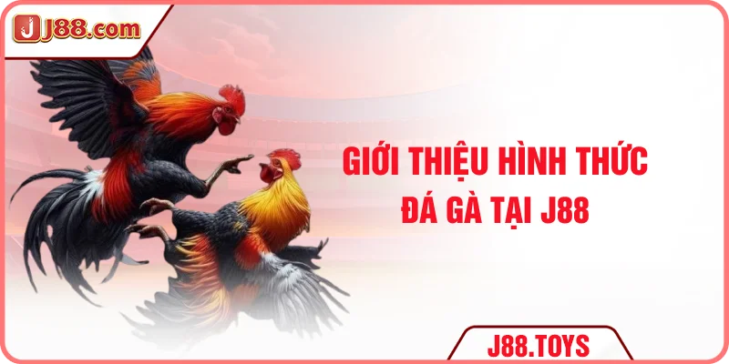 Giới thiệu hình thức đá gà tại J88