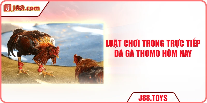 Luật chơi trong trực tiếp đá gà Thomo hôm nay