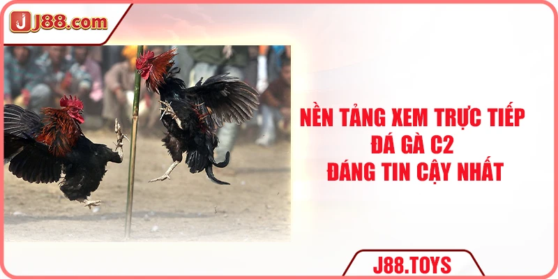 Nền tảng xem trực tiếp đá gà C2 đáng tin cậy nhất
