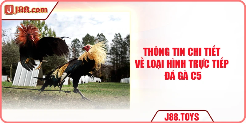 Thông tin chi tiết về loại hình trực tiếp đá gà C5
