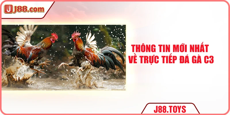 Thông tin mới nhất về trực tiếp đá gà C3