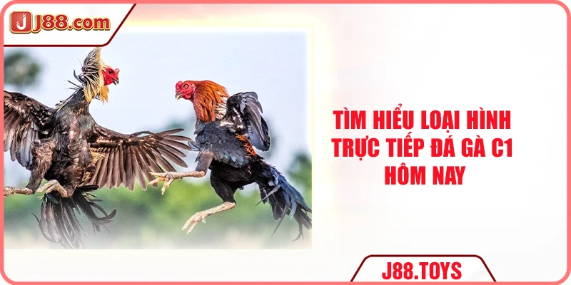 Tìm hiểu loại hình trực tiếp đá gà C1 hôm nay
