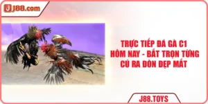 Trực Tiếp Đá Gà C1 Hôm Nay - Bắt Trọn Từng Đòn Đẹp Mắt