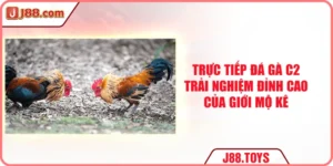 Trực Tiếp Đá Gà C2 - Trải Nghiệm Đỉnh Cao Của Giới Mộ Kê