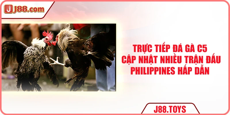 Trực tiếp đá gà C5 cập nhật nhiều trận đấu Philippines hấp dẫn