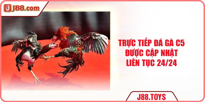 Trực tiếp đá gà C5 được cập nhật liên tục 24/24